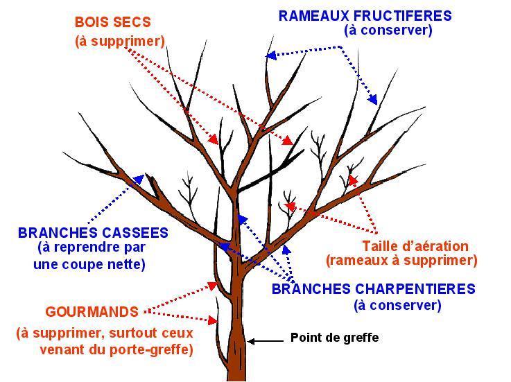 Tailler un arbre fruitier - Floralux