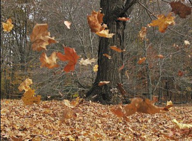 Ramasser les feuilles mortes à l'automne