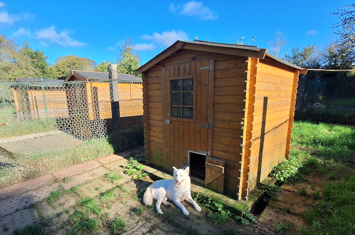 abri de jardin bois pour l'élevage canin