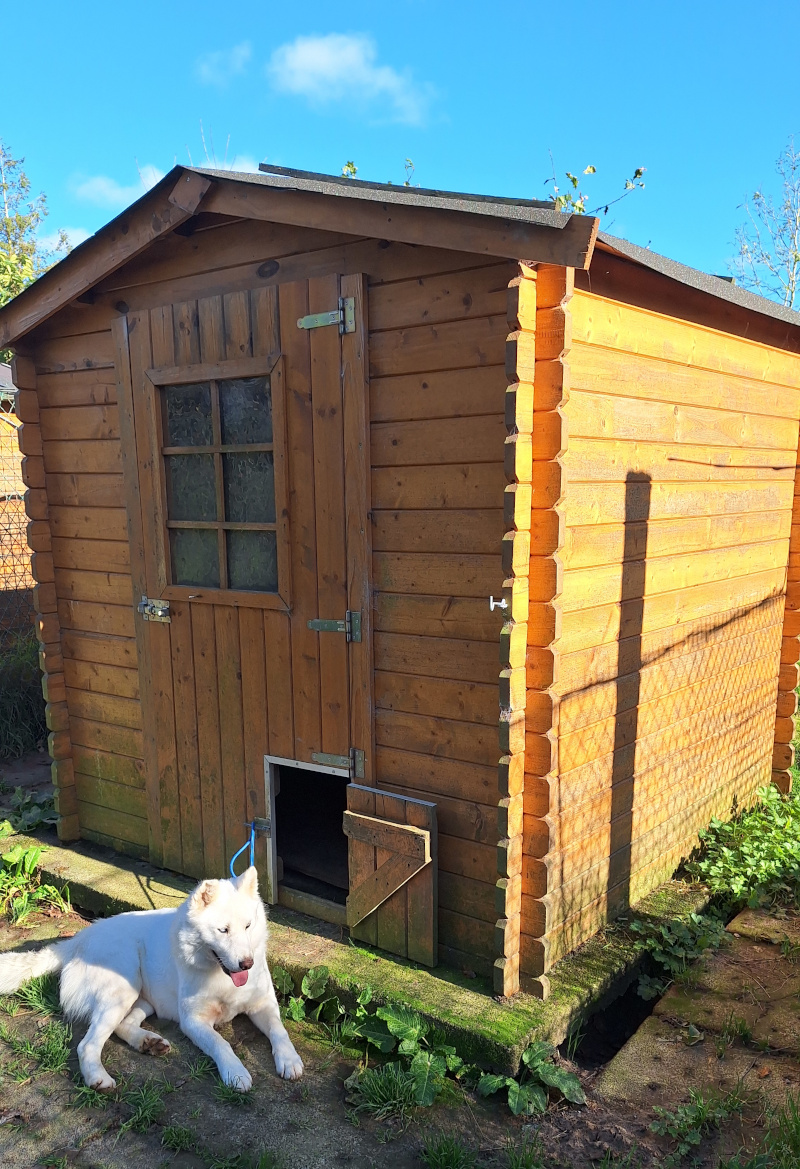 abri élevage en bois pour des Husky