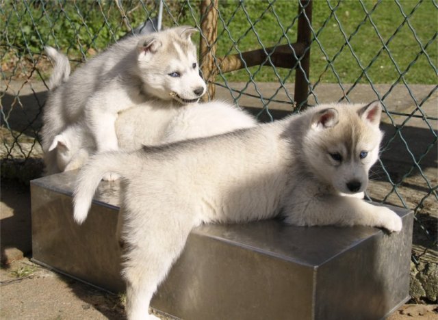 Husky qui jouent dans leur élevage